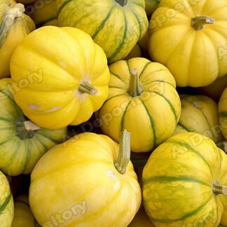 Pumpkin pile background